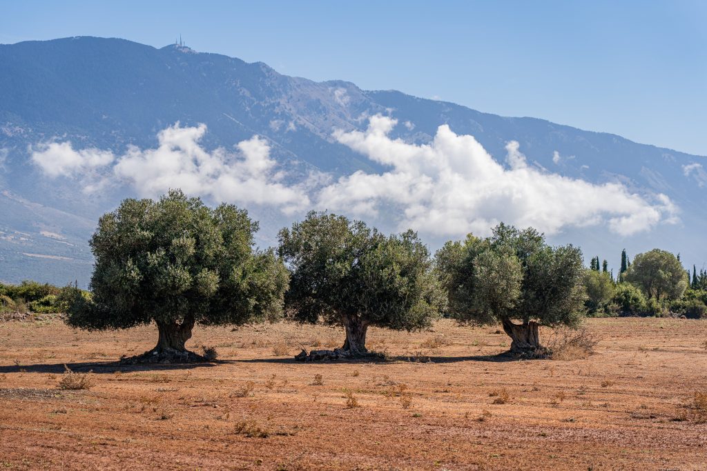 Three olive trees in a misty mountain landscape photography print
