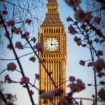 Big Ben framed by cherry blossom in spring