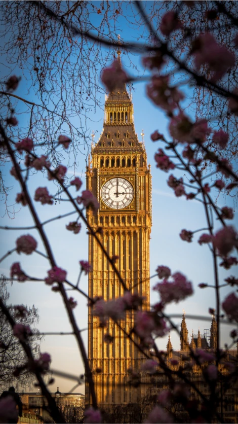 Big Ben framed by cherry blossom in spring