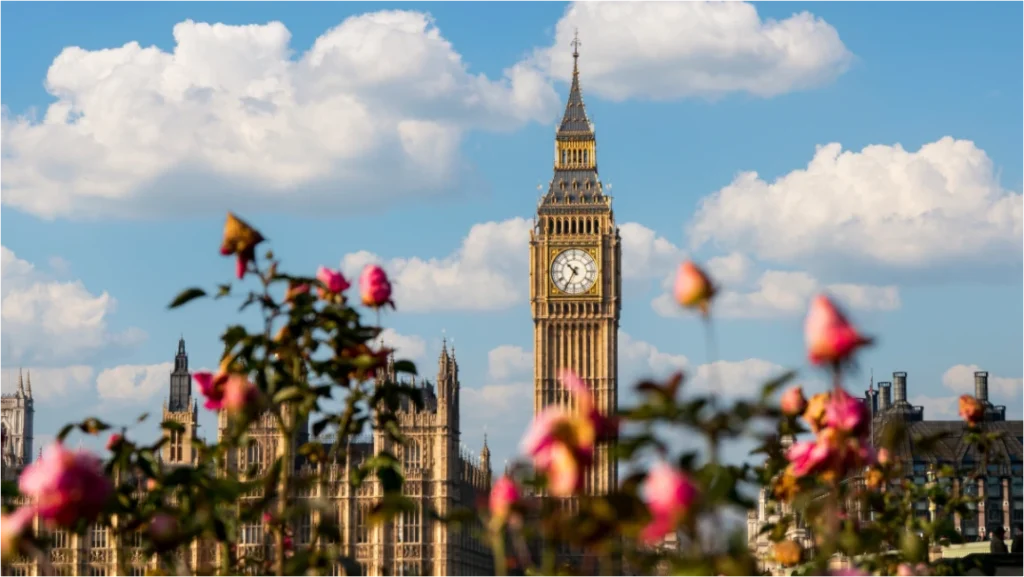 Big Ben seen through soft roses in a London garden