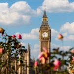 Big Ben seen through soft roses in a London garden